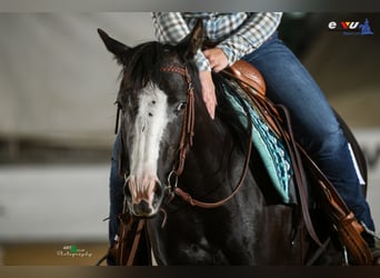 American Quarter Horse, Stute, 4 Jahre, 145 cm, Rappe