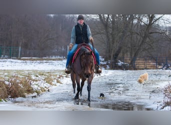 American Quarter Horse, Stute, 4 Jahre, 145 cm, Roan-Bay