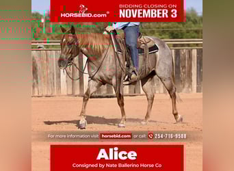 American Quarter Horse, Stute, 4 Jahre, 145 cm, Roan-Red