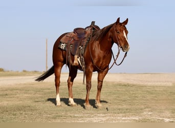 American Quarter Horse, Stute, 4 Jahre, 145 cm, Rotfuchs
