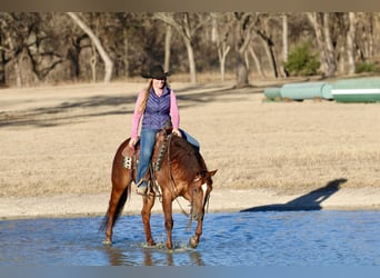 American Quarter Horse, Stute, 4 Jahre, 145 cm, Rotfuchs