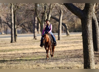 American Quarter Horse, Stute, 4 Jahre, 145 cm, Rotfuchs