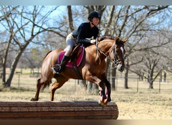 American Quarter Horse, Stute, 4 Jahre, 145 cm, Rotfuchs