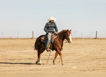 American Quarter Horse, Stute, 4 Jahre, 145 cm, Rotfuchs