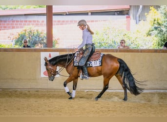 American Quarter Horse, Stute, 4 Jahre, 146 cm, Brauner