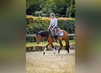 American Quarter Horse, Stute, 4 Jahre, 146 cm, Brauner