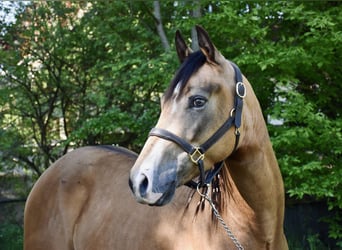 American Quarter Horse, Stute, 4 Jahre, 146 cm, Buckskin