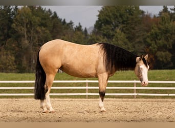 American Quarter Horse, Stute, 4 Jahre, 146 cm, Buckskin