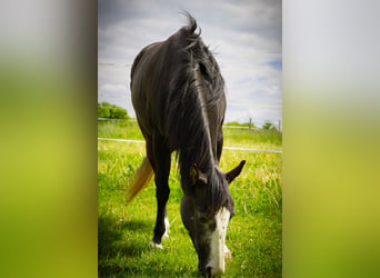 American Quarter Horse, Stute, 4 Jahre, 146 cm
