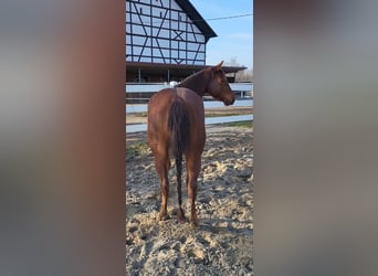 American Quarter Horse, Stute, 4 Jahre, 146 cm, Fuchs