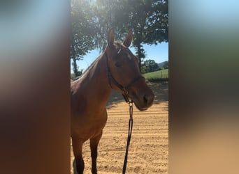 American Quarter Horse, Stute, 4 Jahre, 147 cm, Brauner