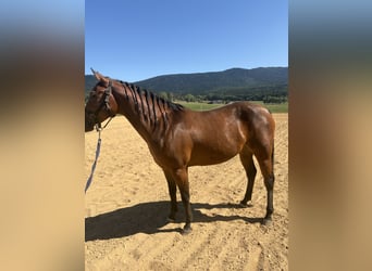 American Quarter Horse, Stute, 4 Jahre, 147 cm, Brauner