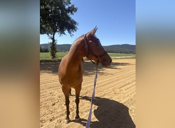 American Quarter Horse, Stute, 4 Jahre, 147 cm, Brauner