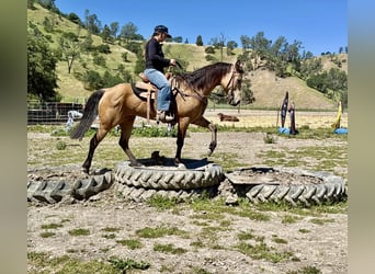 American Quarter Horse, Stute, 4 Jahre, 147 cm, Buckskin