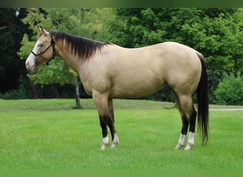 American Quarter Horse Mix, Stute, 4 Jahre, 147 cm, Buckskin