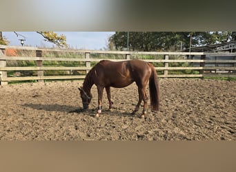American Quarter Horse, Stute, 4 Jahre, 147 cm, Dunkelfuchs
