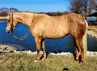 American Quarter Horse, Stute, 4 Jahre, 147 cm, Palomino