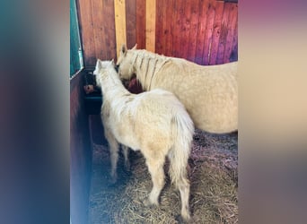 American Quarter Horse, Stute, 4 Jahre, 147 cm, Palomino