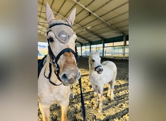 American Quarter Horse, Stute, 4 Jahre, 147 cm, Palomino