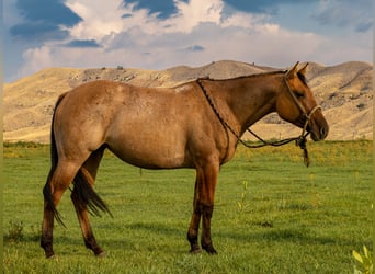 American Quarter Horse, Stute, 4 Jahre, 147 cm