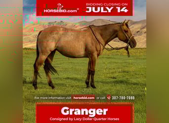 American Quarter Horse, Stute, 4 Jahre, 147 cm