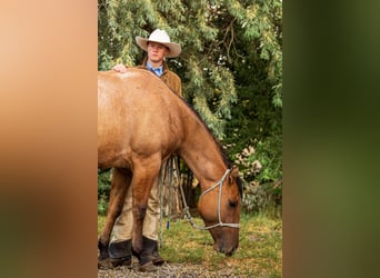 American Quarter Horse, Stute, 4 Jahre, 147 cm