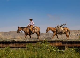 American Quarter Horse, Stute, 4 Jahre, 147 cm