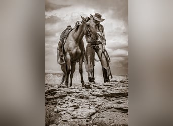 American Quarter Horse, Stute, 4 Jahre, 147 cm