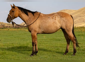 American Quarter Horse, Stute, 4 Jahre, 147 cm