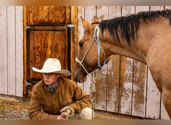 American Quarter Horse, Stute, 4 Jahre, 147 cm