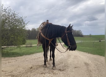 American Quarter Horse, Stute, 4 Jahre, 147 cm, Rappe