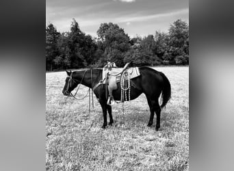 American Quarter Horse, Stute, 4 Jahre, 147 cm, Rappe