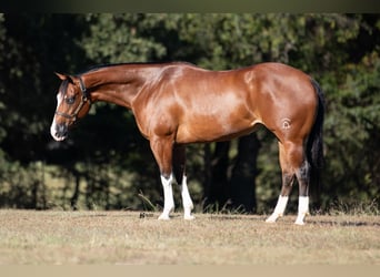 American Quarter Horse, Stute, 4 Jahre, 147 cm, Rotbrauner