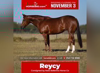 American Quarter Horse, Stute, 4 Jahre, 147 cm, Rotfuchs