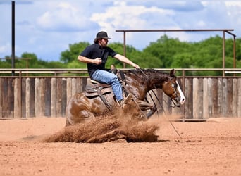 American Quarter Horse, Stute, 4 Jahre, 147 cm, Rotfuchs
