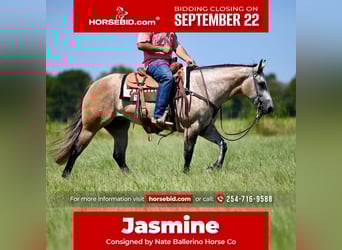 American Quarter Horse, Stute, 4 Jahre, 147 cm, Schimmel