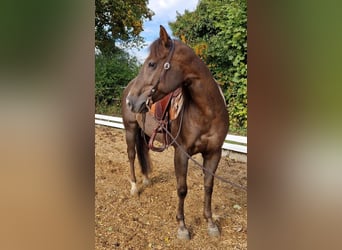 American Quarter Horse, Stute, 4 Jahre, 148 cm, Dunkelfuchs