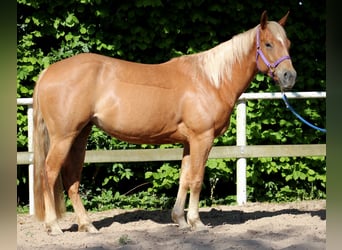 American Quarter Horse, Stute, 4 Jahre, 148 cm, Fuchs