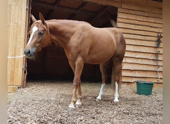 American Quarter Horse, Stute, 4 Jahre, 148 cm, Fuchs