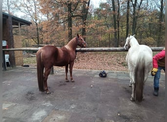 American Quarter Horse, Stute, 4 Jahre, 148 cm, Palomino