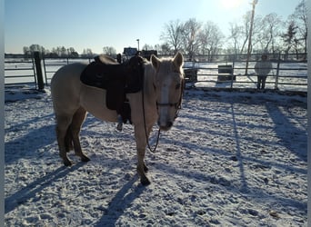 American Quarter Horse, Stute, 4 Jahre, 148 cm, Palomino