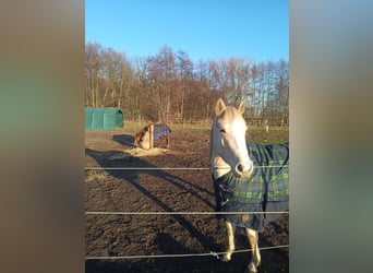 American Quarter Horse, Stute, 4 Jahre, 148 cm, Palomino