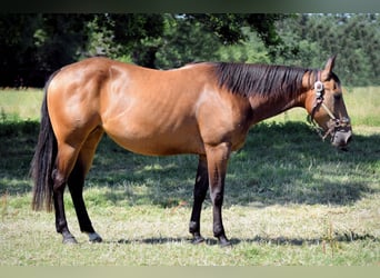 American Quarter Horse, Stute, 4 Jahre, 149 cm, Brauner