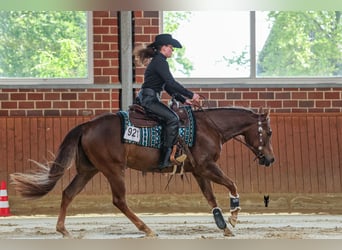 American Quarter Horse, Stute, 4 Jahre, 149 cm, Dunkelfuchs