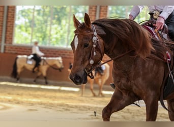 American Quarter Horse, Stute, 4 Jahre, 149 cm, Dunkelfuchs