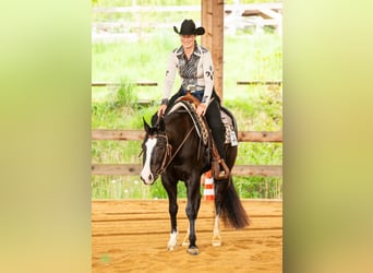 American Quarter Horse, Stute, 4 Jahre, 149 cm, Rappe