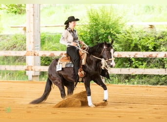 American Quarter Horse, Stute, 4 Jahre, 149 cm, Rappe