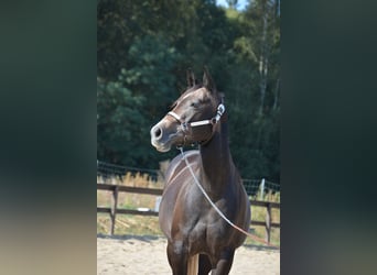 American Quarter Horse, Stute, 4 Jahre, 150 cm, Apfelschimmel