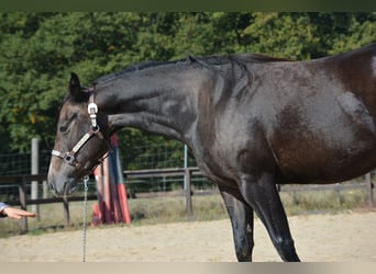 American Quarter Horse, Stute, 4 Jahre, 150 cm, Apfelschimmel