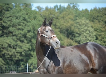 American Quarter Horse, Stute, 4 Jahre, 150 cm, Apfelschimmel